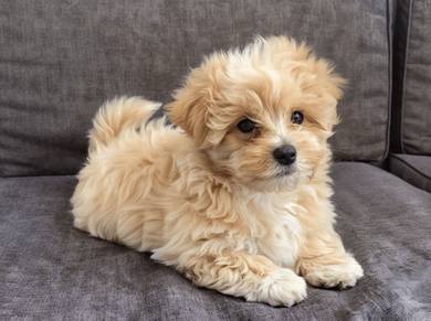 G928 Nose-nudger Small White Fluffy Puppy Hypoalle
