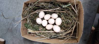 telur burung merpati kampung