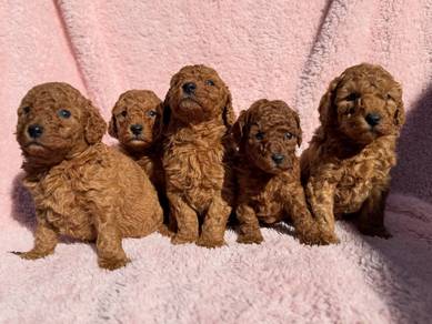 toy puppies available 