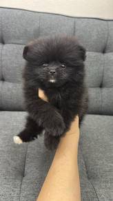 博美女
Pomeranian 
Female
F-305
Dob : 19-07-26