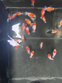 gold fish