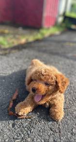 cavapoo2