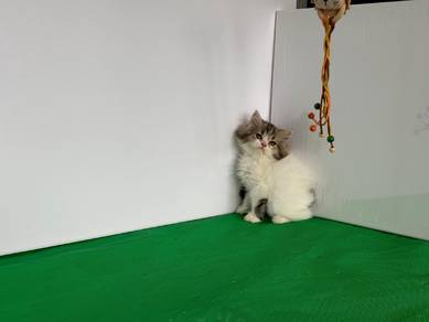 persian
