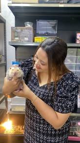 bamboo rat tikus dekan hamster guinea pig belanda