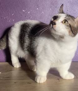 Munchkin cat