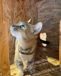 Munchkin Gold Tabby Pure Breed (Promo)