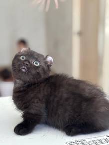 Munchkin Kinkalow