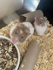 Syrian hamster mom and 3 baby