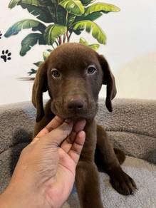 Labrador Retriever Puppies Available 