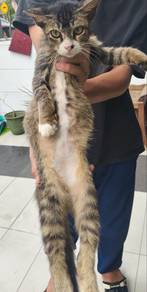 cat for free