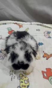 HL rabbit