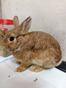 Arnab Rabbit ND Netherlands dwarf pure breed janta