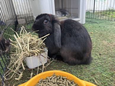 Holland Lop