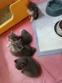 BSH Bi colour & Blue