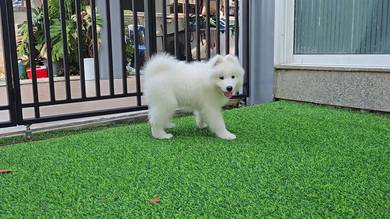 Premium Rare Samoyed Puppy - Male - SP01