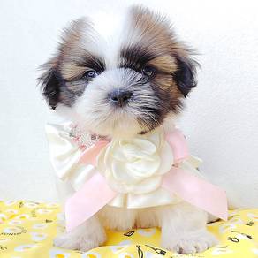 Shih Tzu