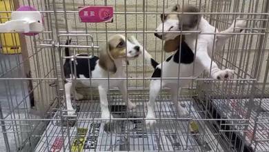 Beagle with MKA Cert Microchip Pup