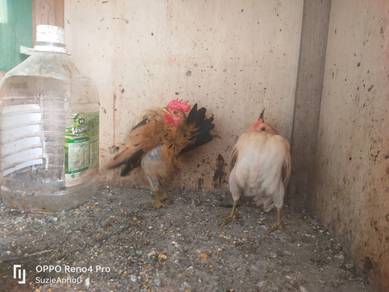 ayam serama 