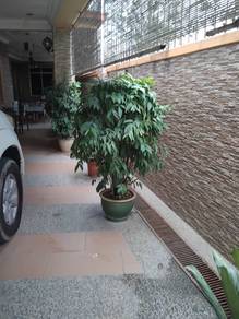 Pokok Bunga (Percuma Pasu)