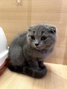 BSH Scottish Fold