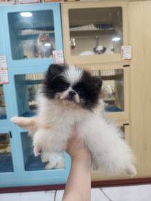 Panda Pomeranian Boy