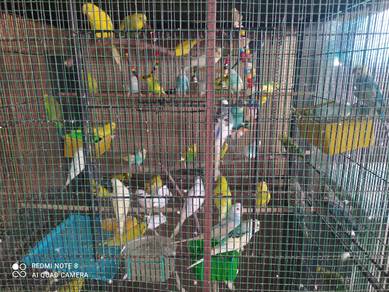 Burung baji murah