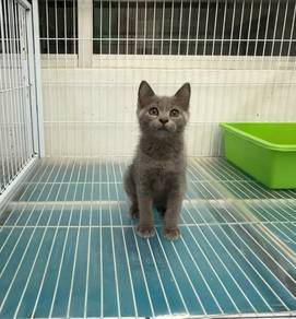 British shorthair kitten