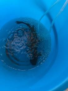 Ikan turbol