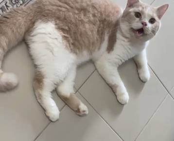 BSH Purebreed