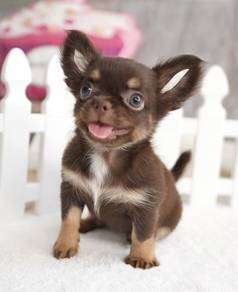 CHIHUAHUA PUPPIES 360 🌷Head Apple Cute Dog