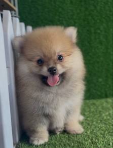 Pomeranian puppy