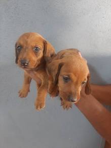 Miniature Dachshund brown