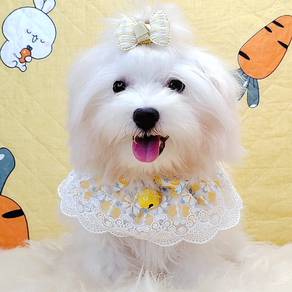 Maltipoo