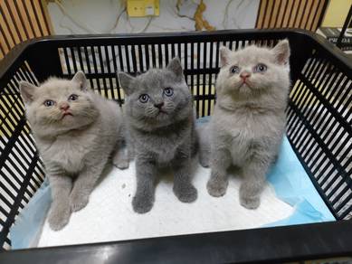 BSH for rehome