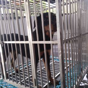 female dog 