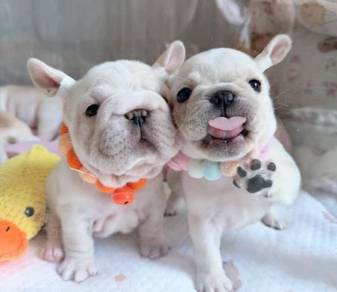 FRENCH BULLDOG PUPPIES VIP841🌻 Boy-Girl Cream
