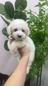 泰迪男
Tiny Poodle
Male
M-2
Dob : 08-04-26