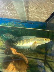 ikan channa maru sp perak