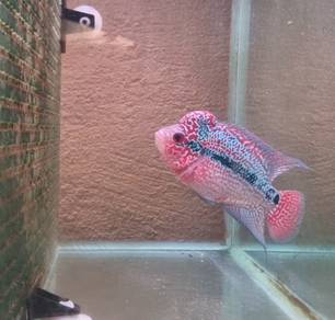 SRD Kamfa Flowerhorn