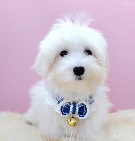 Maltese