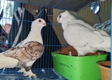 Merpati Satinette Induk