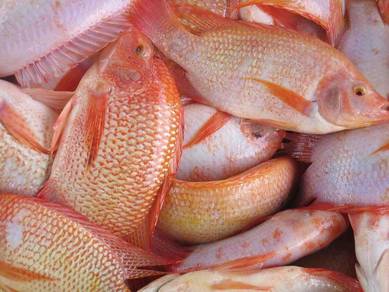 Tilapia Hidup Merah/Hitam