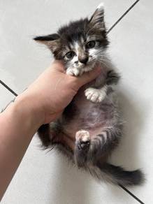 Kitten long hair for adoption