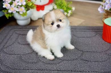 Pomeranian puppies MKA 