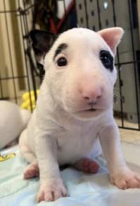 BULL TERRIER PUPPIES BT125 🐻 Girl