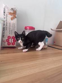 3 month cat free adopt