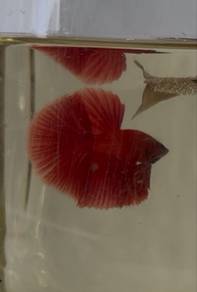 Halfmoon Super Red