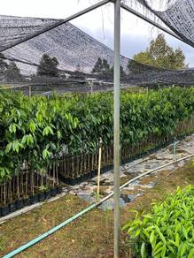 Anak pokok gaharu murah 