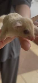 sugar glider red eye female