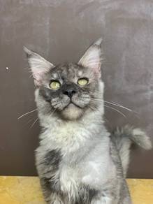 Smoke Mainecoon